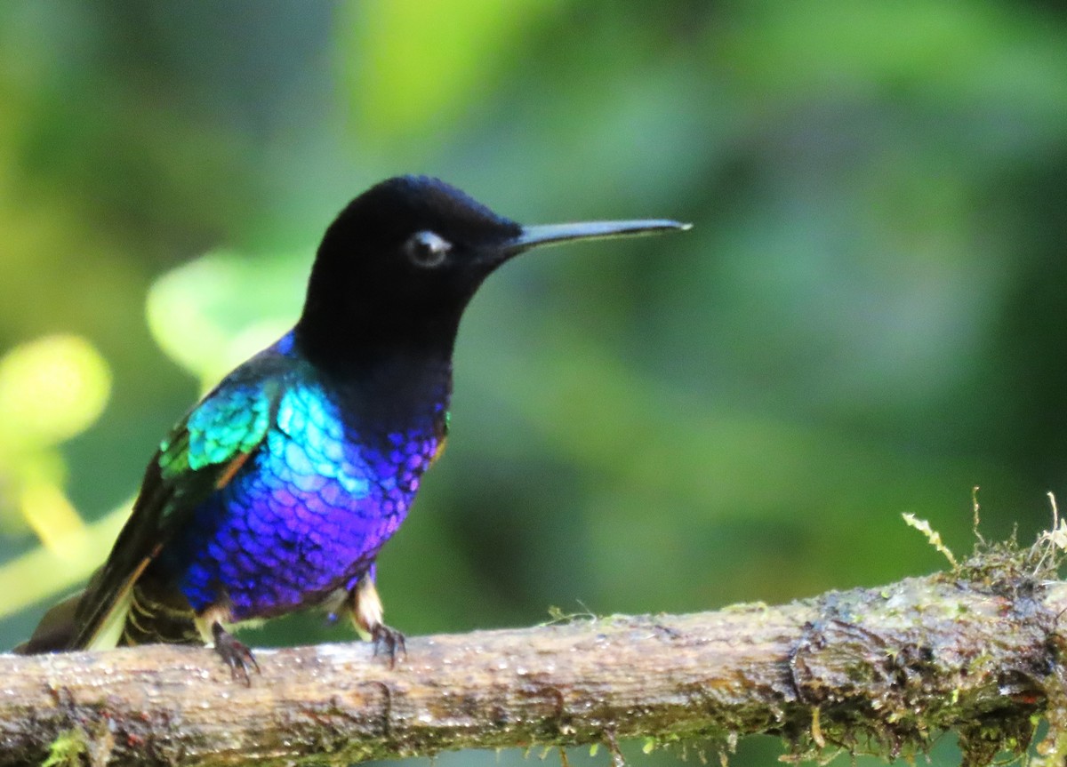 kolibřík hyacintový - ML616076784
