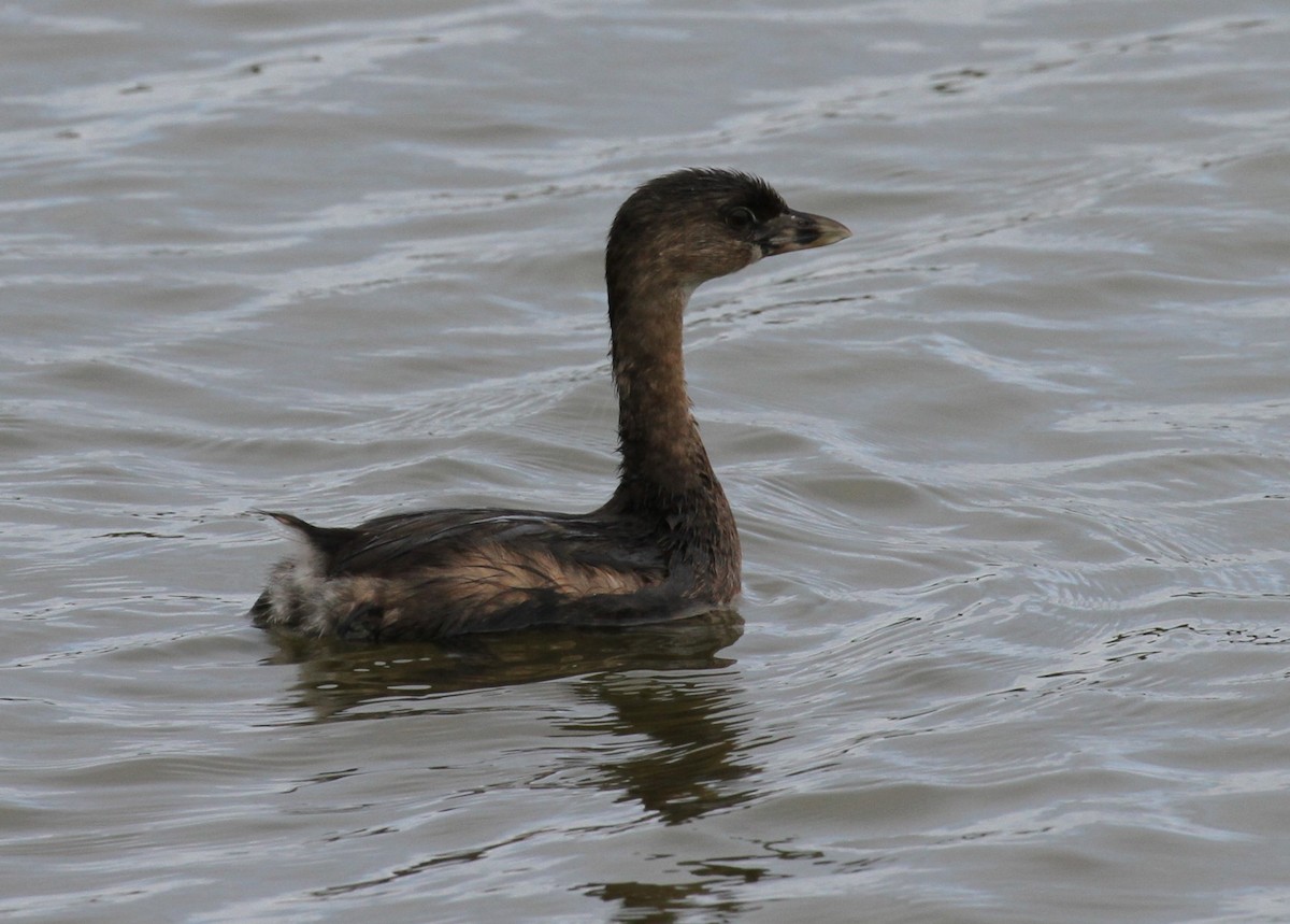 Pied-billed Grebe - ML616076819