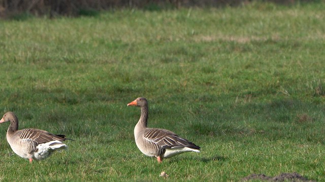 Graylag Goose - ML616076836