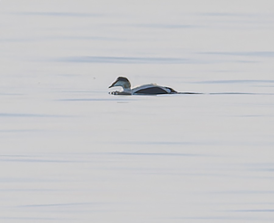 Common Eider - ML616076911