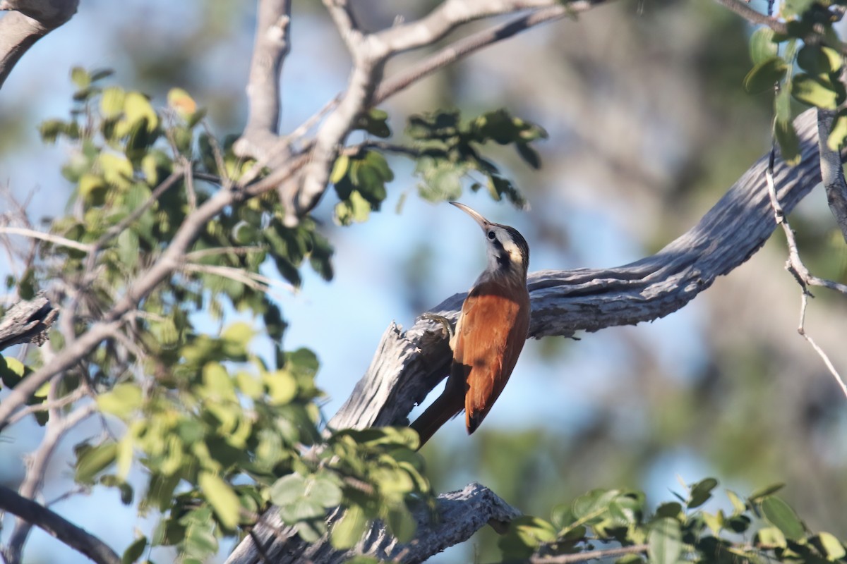 Narrow-billed Woodcreeper - David Lang