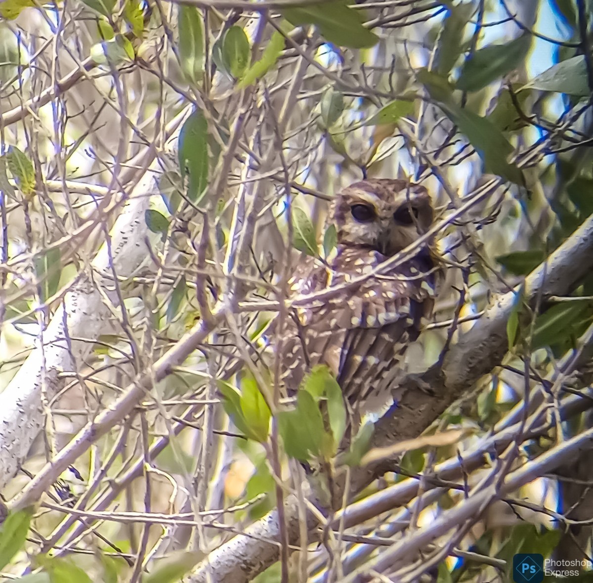 Bare-legged Owl - Manuel López Salcedo