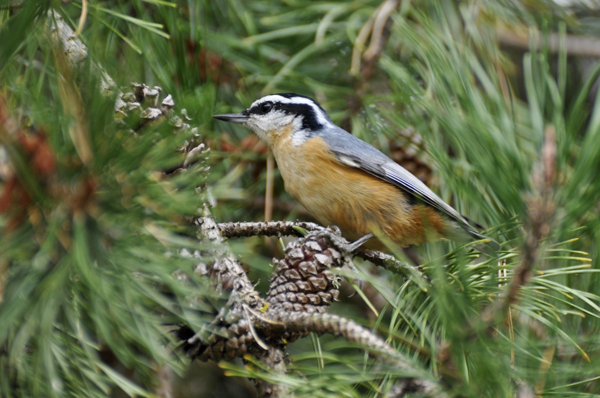 Red-breasted Nuthatch - ML616077124