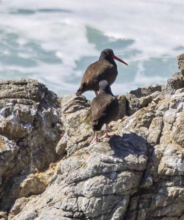 Black Oystercatcher - ML616077137