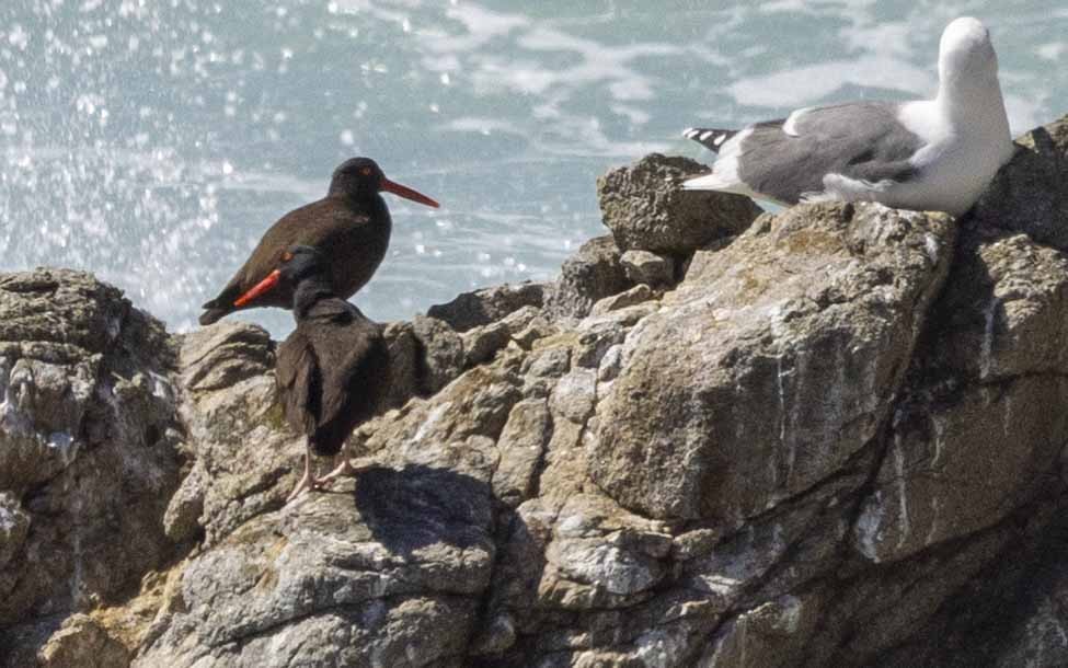 Black Oystercatcher - ML616077138