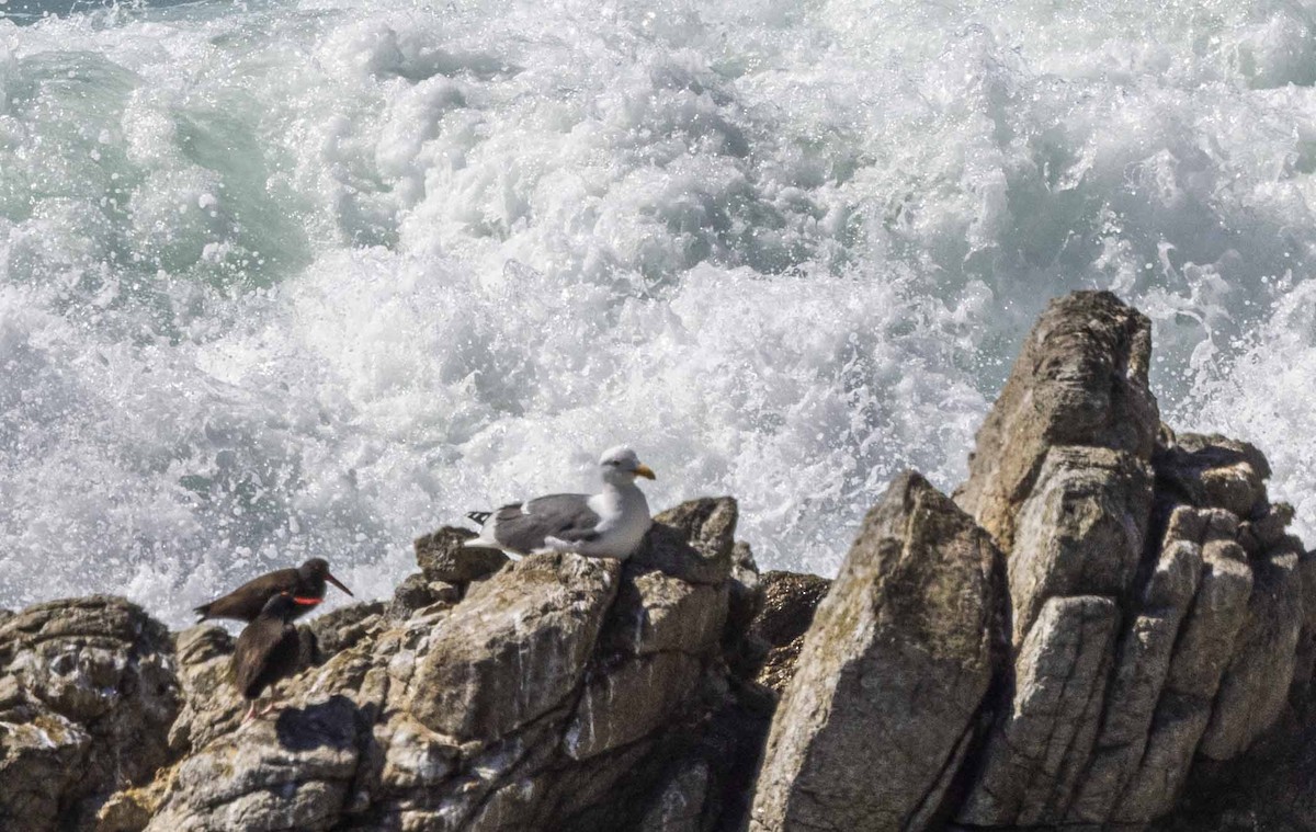 Black Oystercatcher - ML616077139