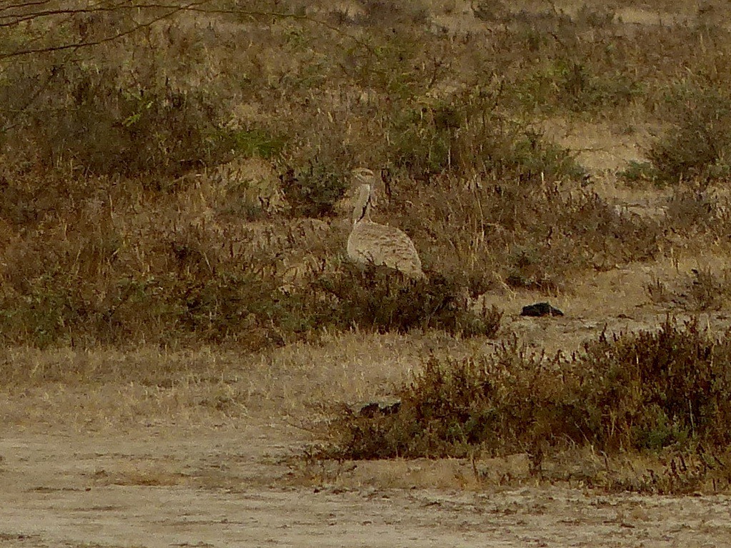 Macqueen's Bustard - ML616077142