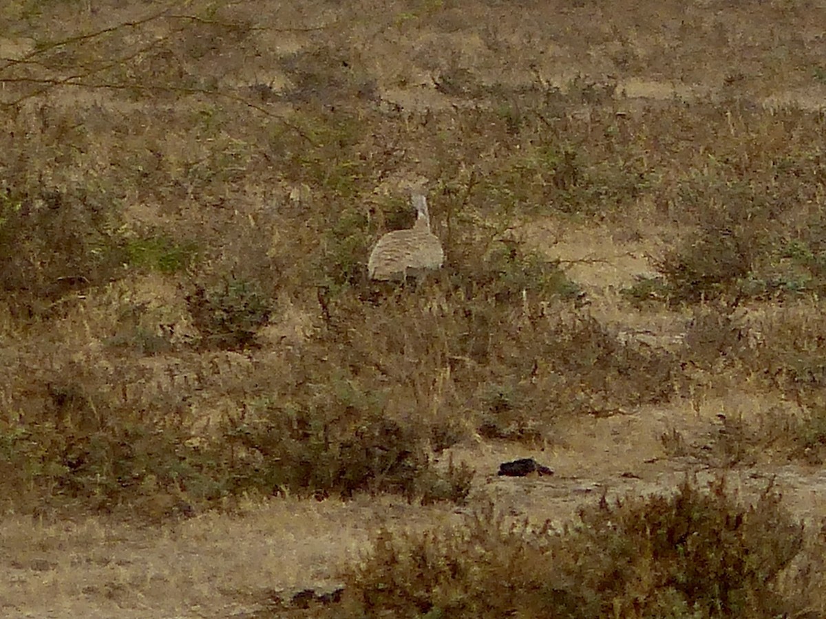 Macqueen's Bustard - ML616077144