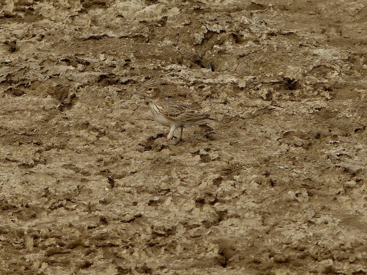 Sand Lark - Jenny Bowman