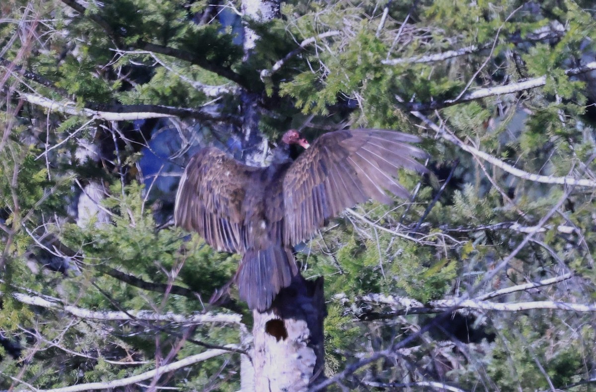 Turkey Vulture - ML616077241