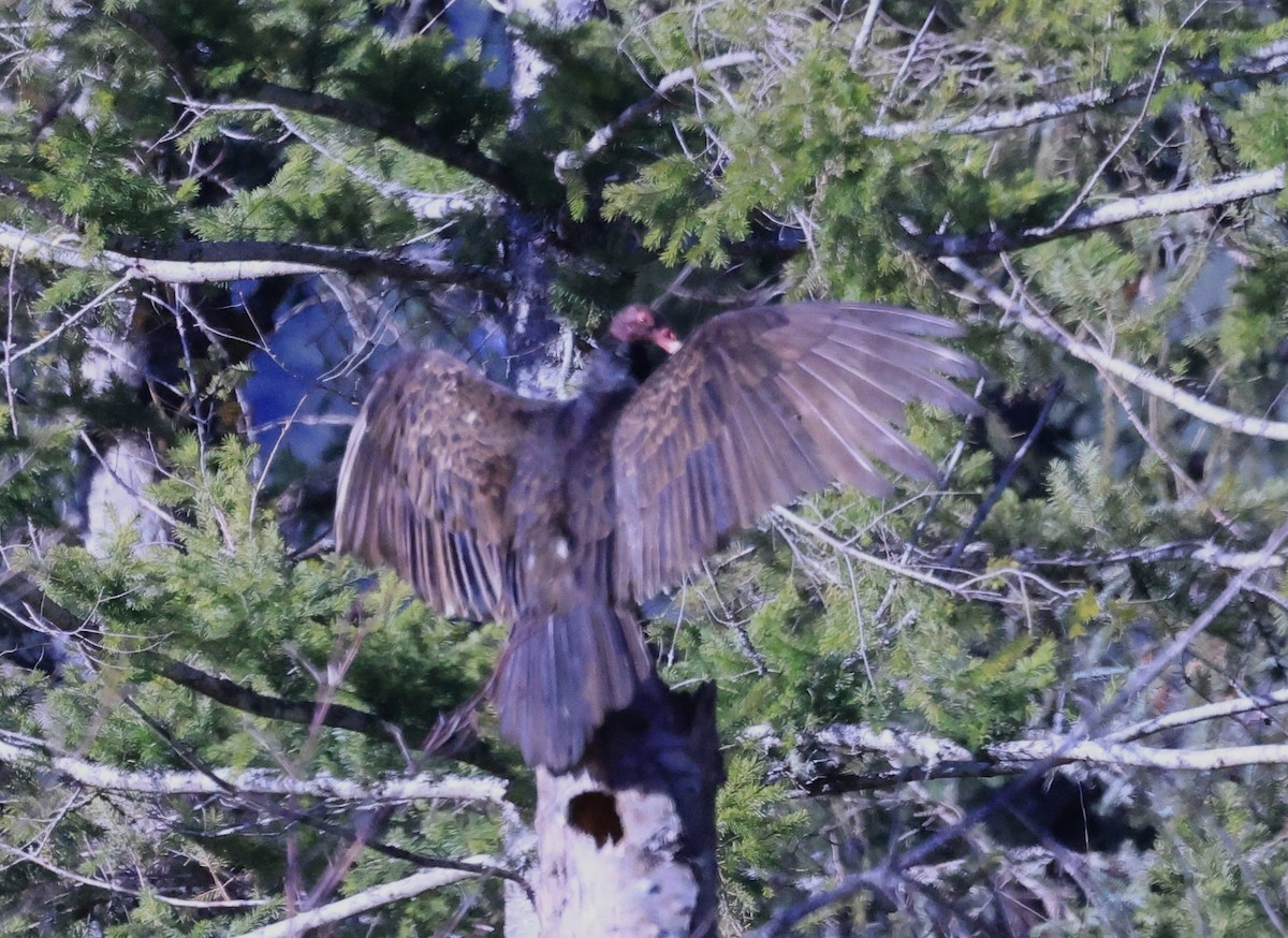 Turkey Vulture - ML616077242