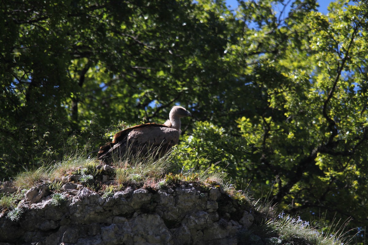 Eurasian Griffon - ML616077277