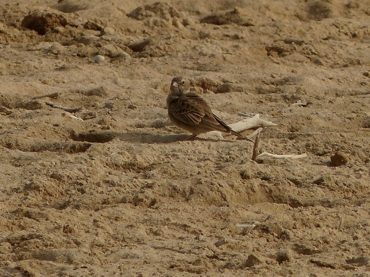 Ashy-crowned Sparrow-Lark - ML616077301