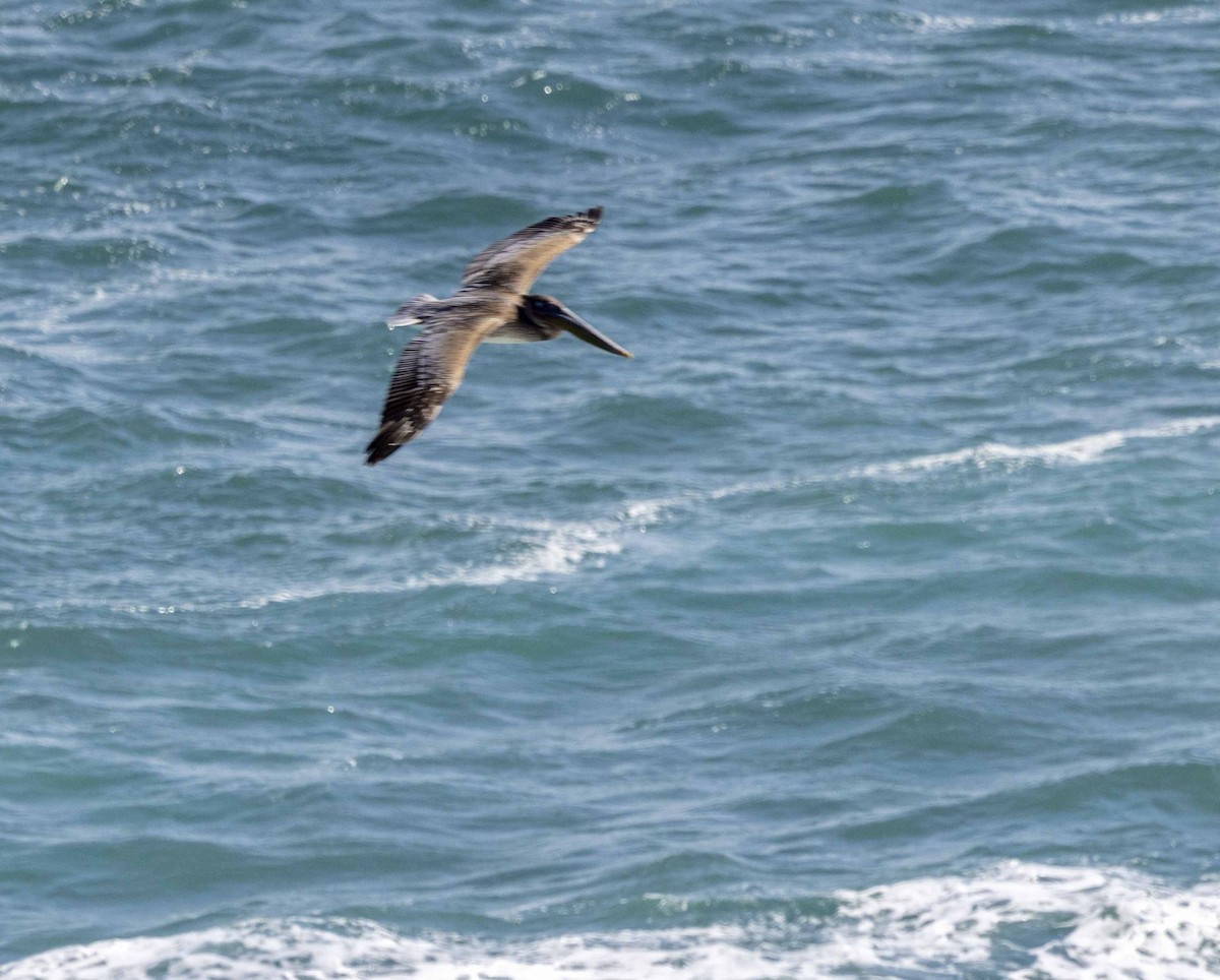 Brown Pelican - ML616077317