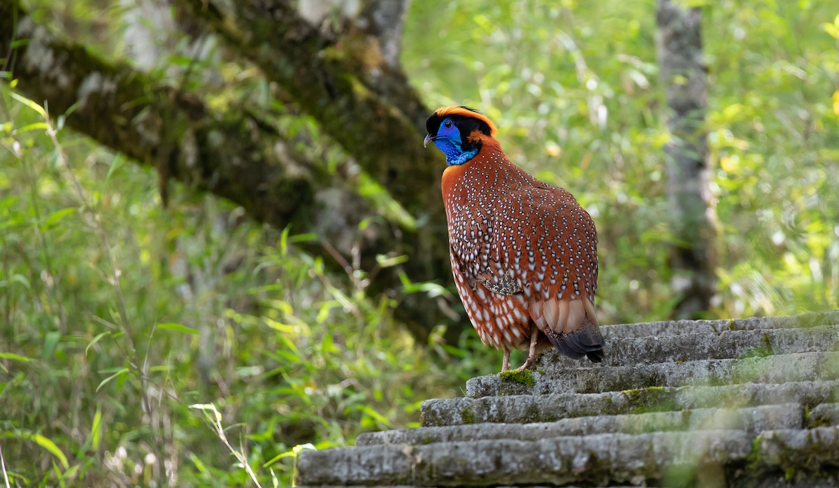 Tragopan de Temminck - ML616077331