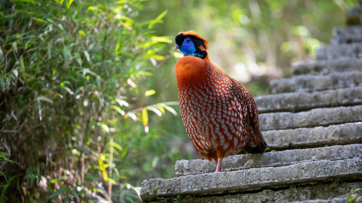 Temminck's Tragopan - ML616077333