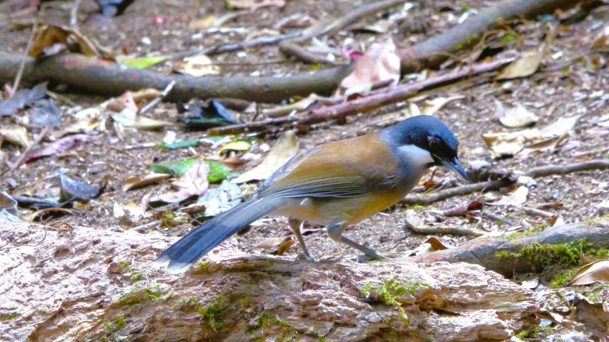 White-cheeked Laughingthrush - ML616077381