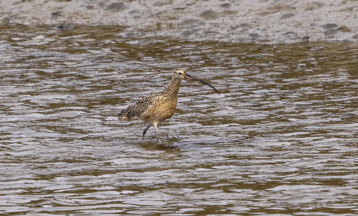 Long-billed Curlew - Don Rose