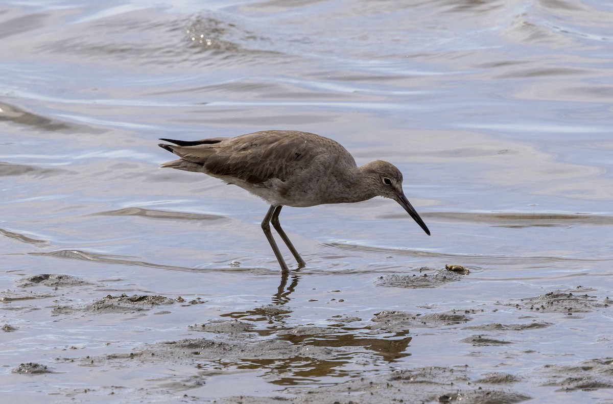 Willet - ML616077448