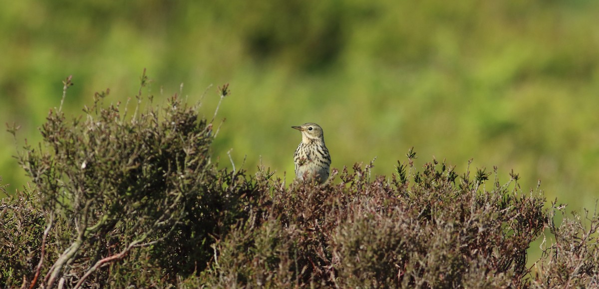 Meadow Pipit - Andrew Steele