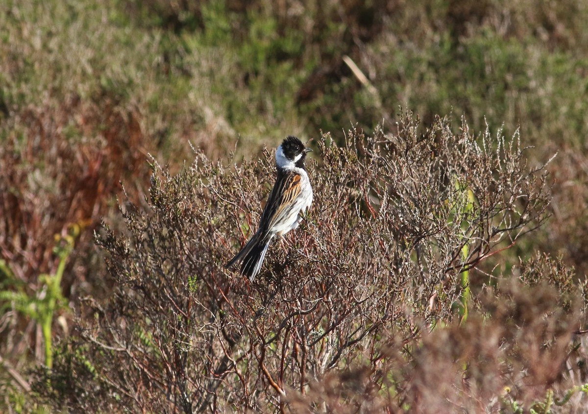 Reed Bunting - Andrew Steele