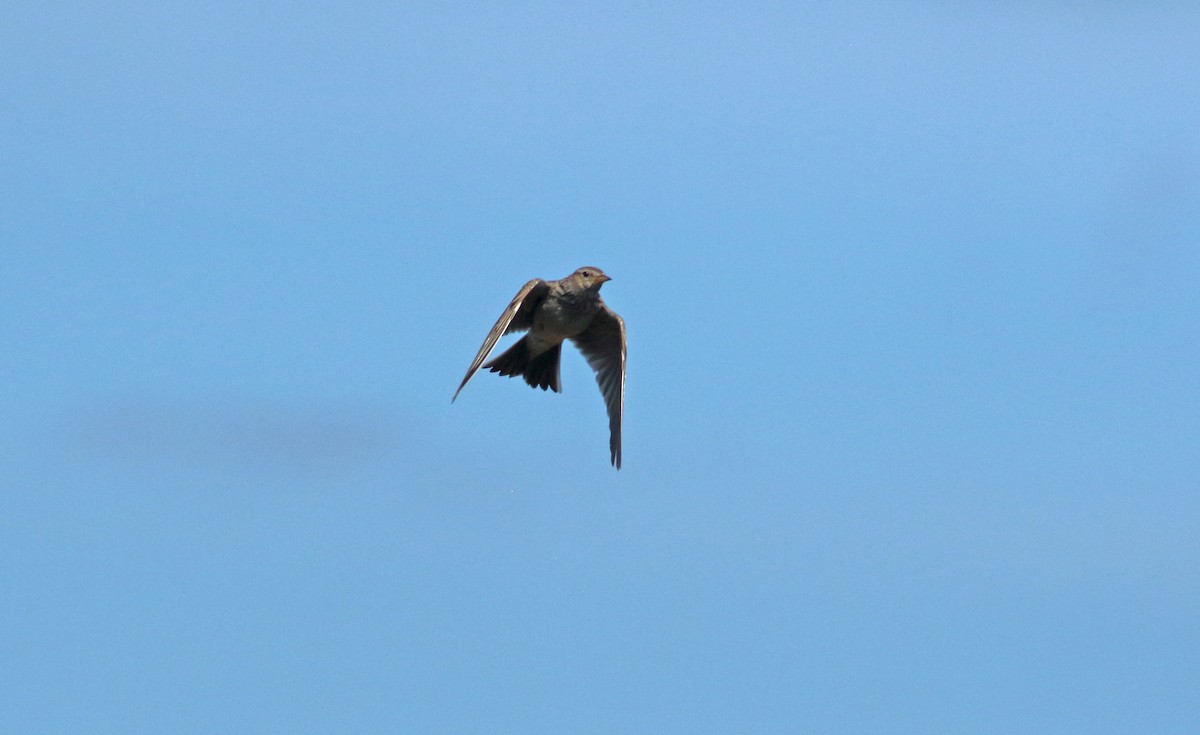 Eurasian Skylark - Andrew Steele