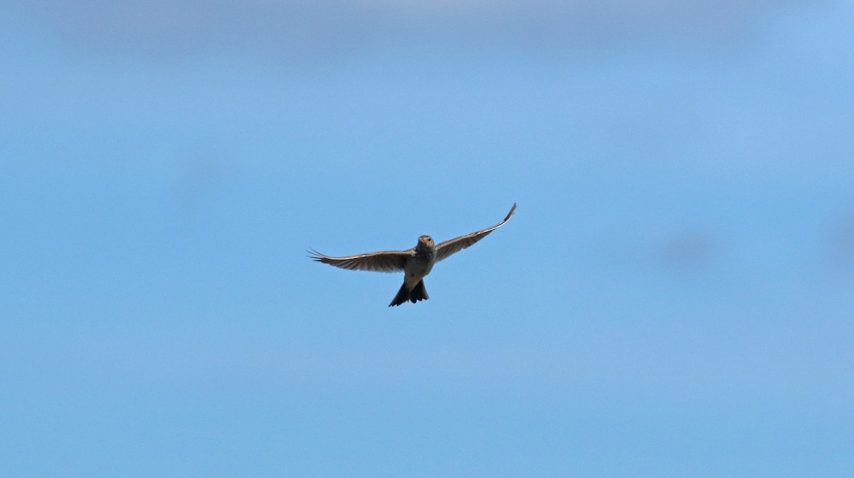 Eurasian Skylark - Andrew Steele