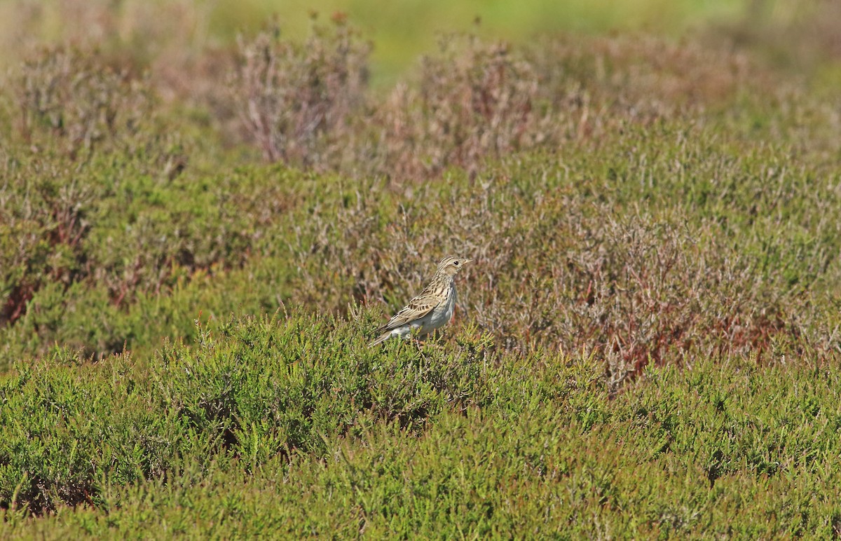 Eurasian Skylark - Andrew Steele