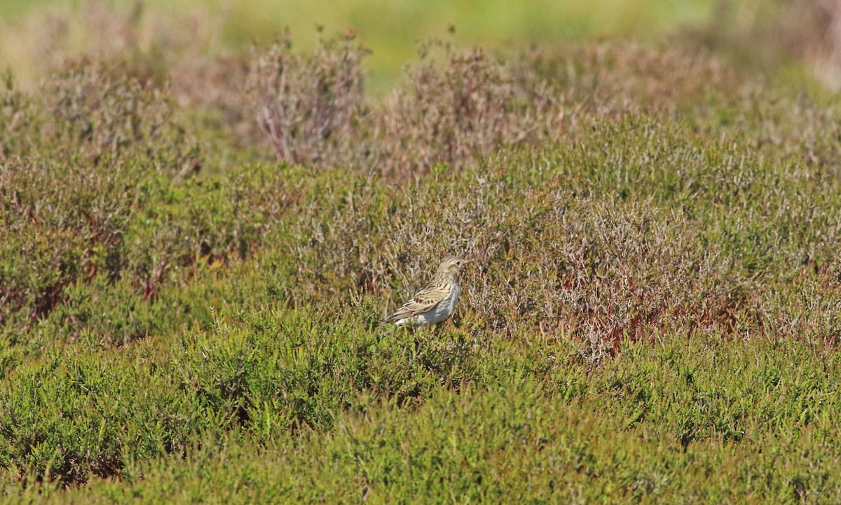 Eurasian Skylark - Andrew Steele