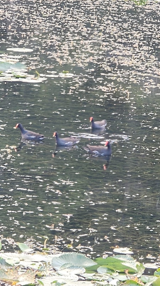 Common Gallinule - Pablo Ortiz Ochoa