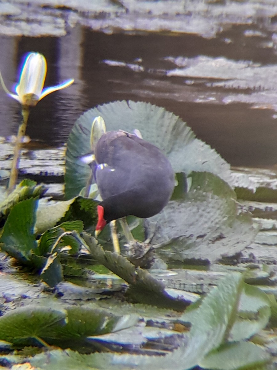 Common Gallinule - Pablo Ortiz Ochoa