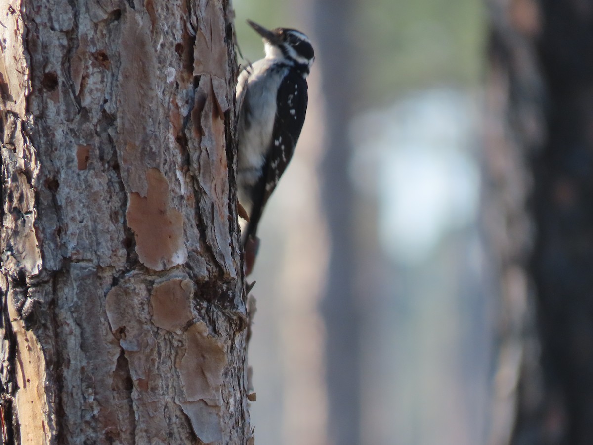 Hairy Woodpecker - ML616077606