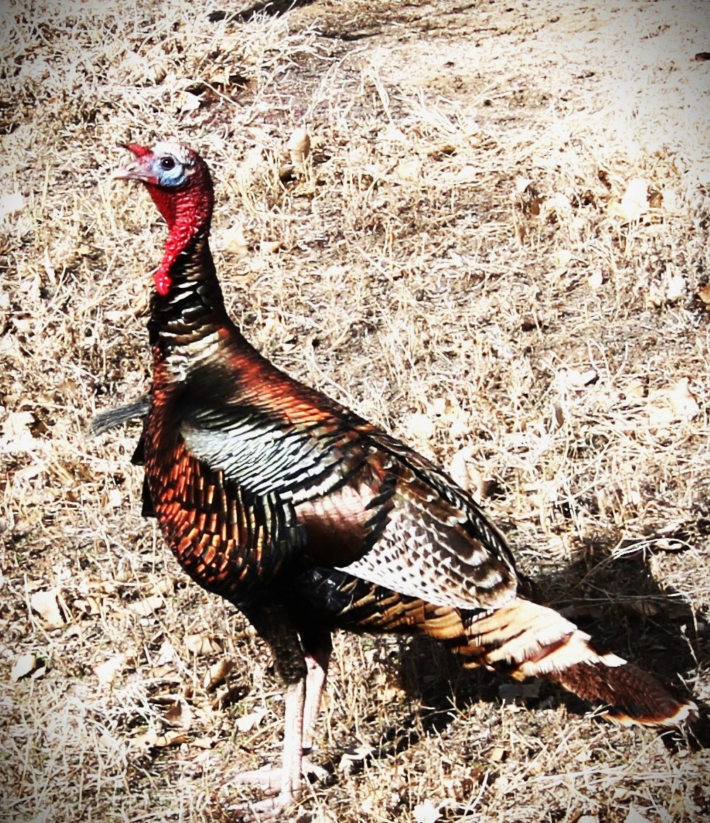 Wild Turkey - ML616077630