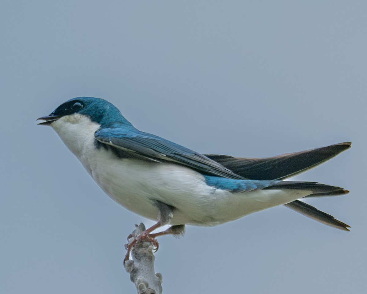 Tree Swallow - ML616077664