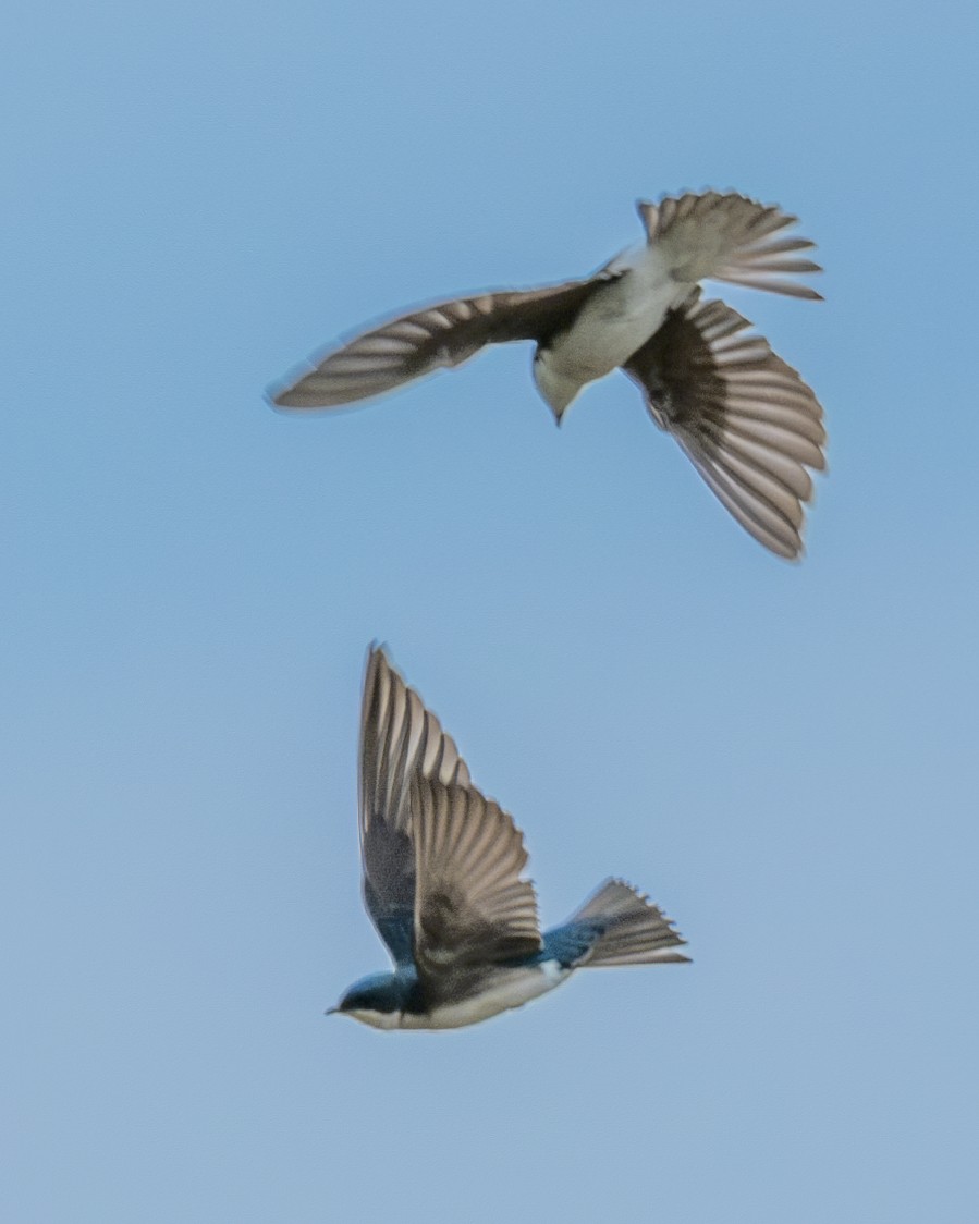 Tree Swallow - ML616077667