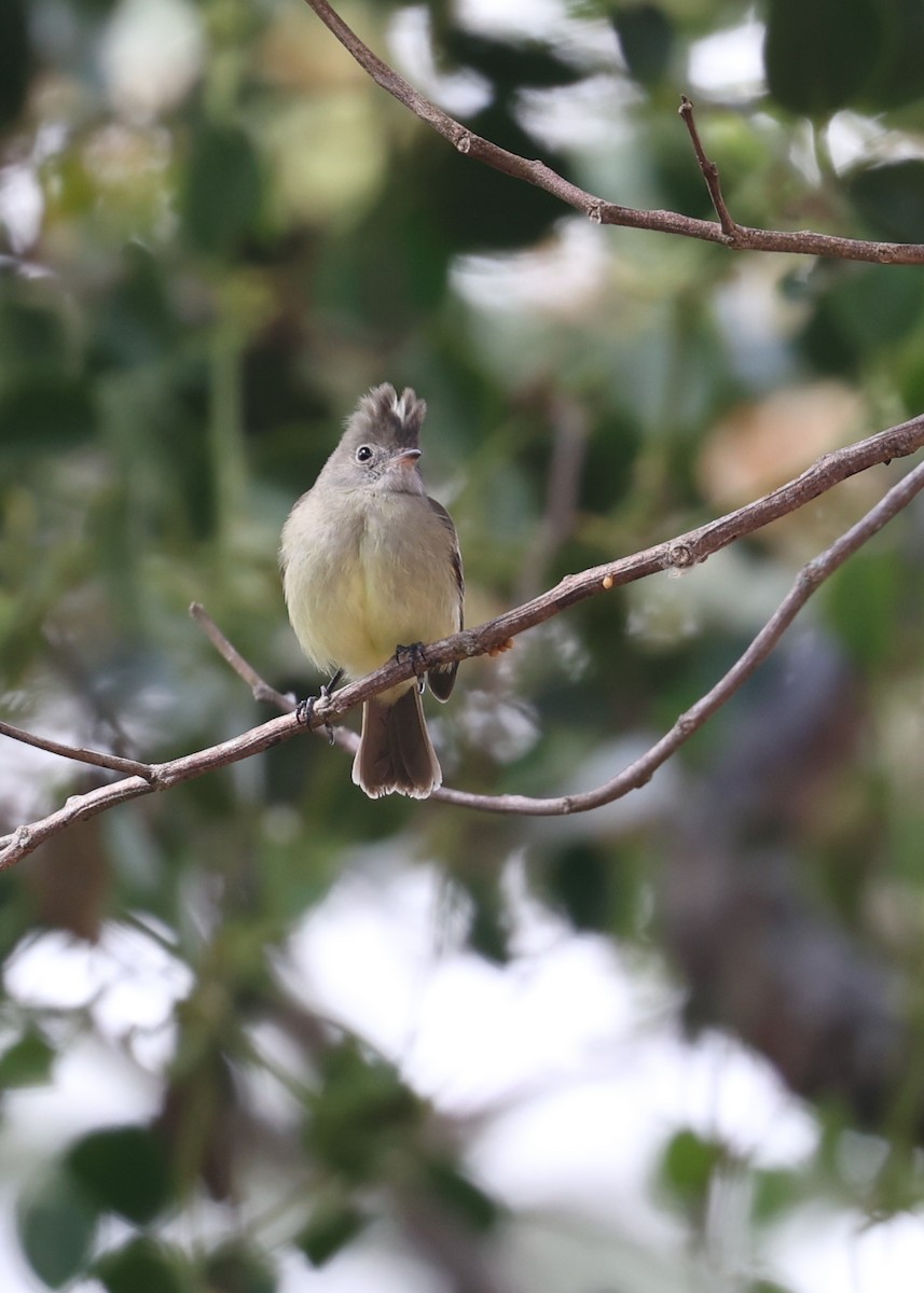 Yellow-bellied Elaenia - ML616077695