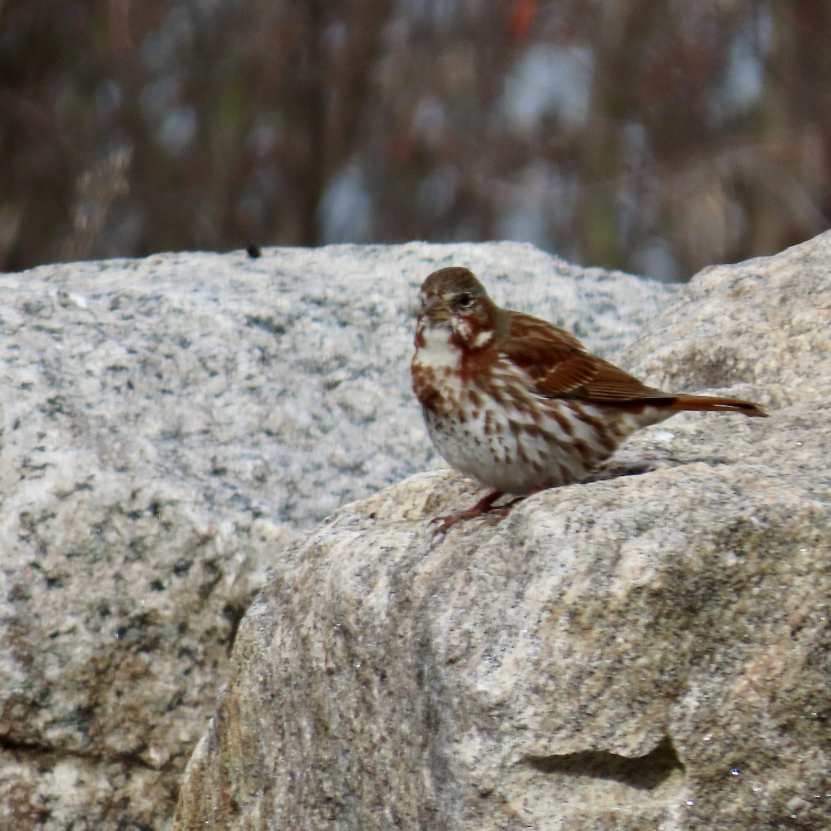 Fox Sparrow (Red) - ML616077713