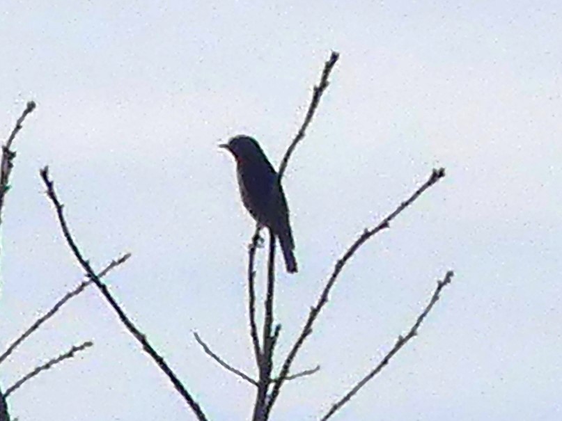 Eastern Bluebird - ML616077772