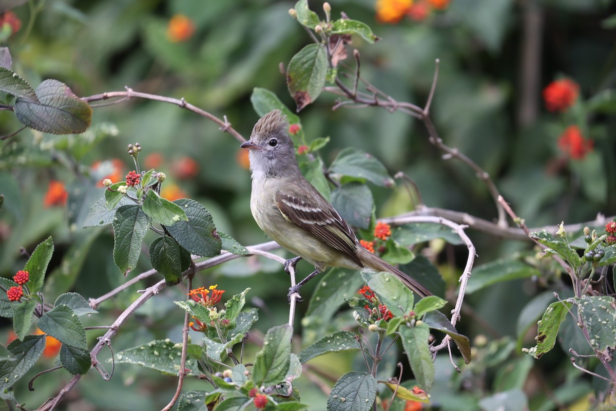 Yellow-bellied Elaenia - ML616077796