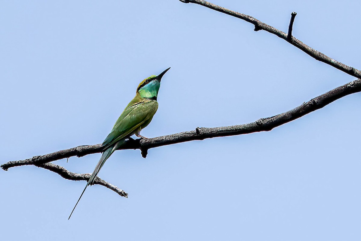 Asian Green Bee-eater - ML616077798