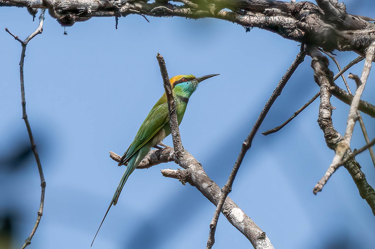 Asian Green Bee-eater - ML616077799