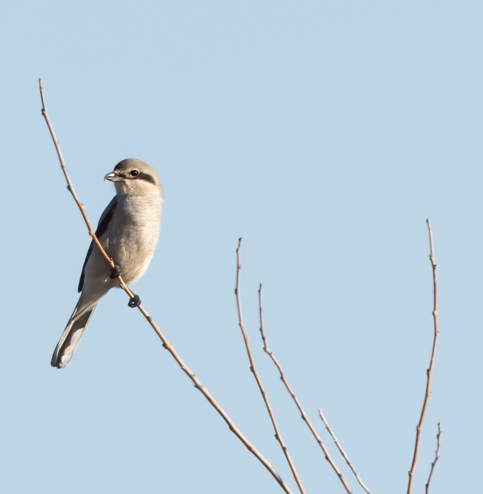 Northern Shrike - Chase Moxley