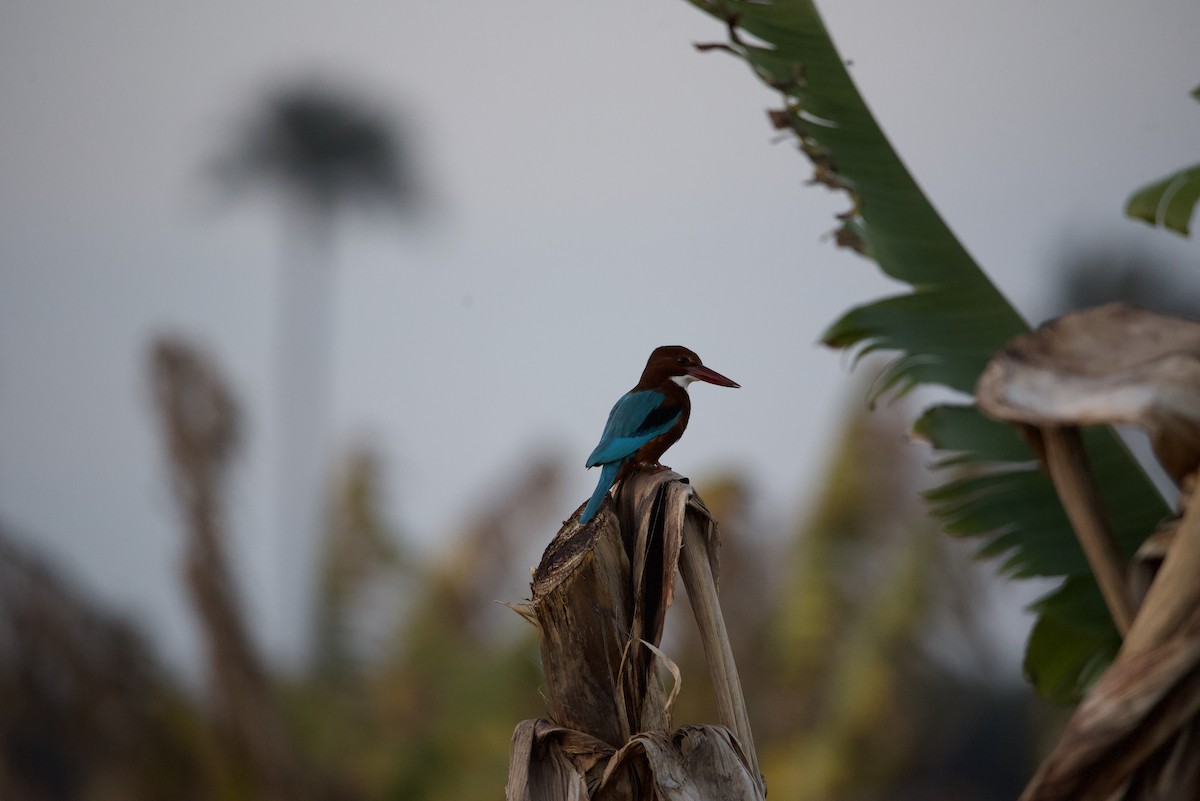 White-throated Kingfisher - ML616077827