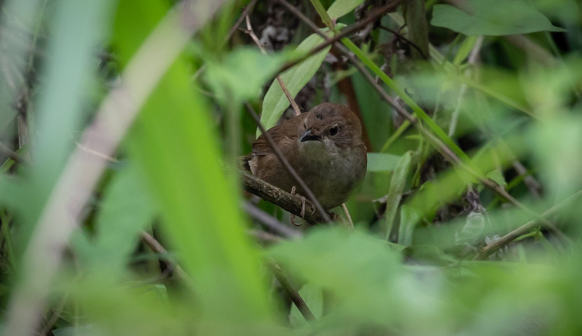 Sichuan Bush Warbler - Brian Small