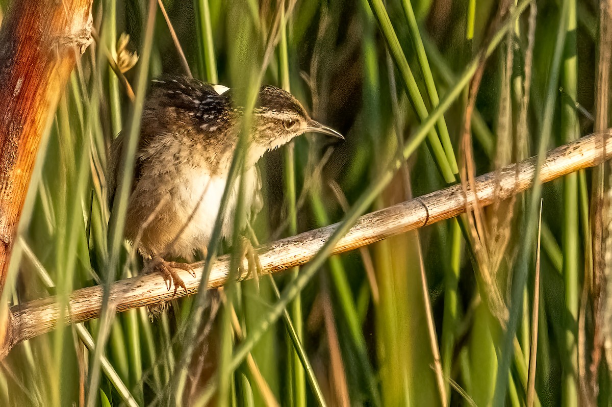 Marsh Wren - ML616077878