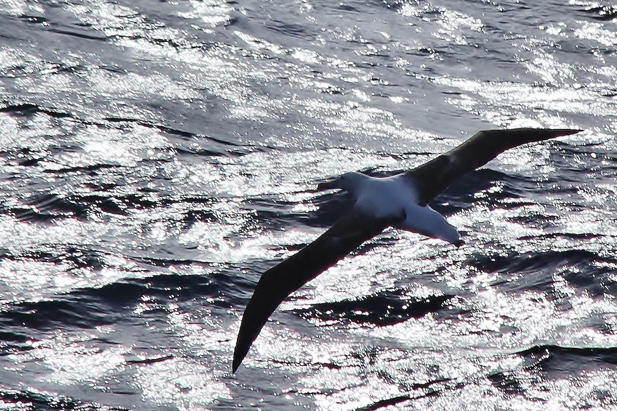 albatros stěhovavý - ML616077919