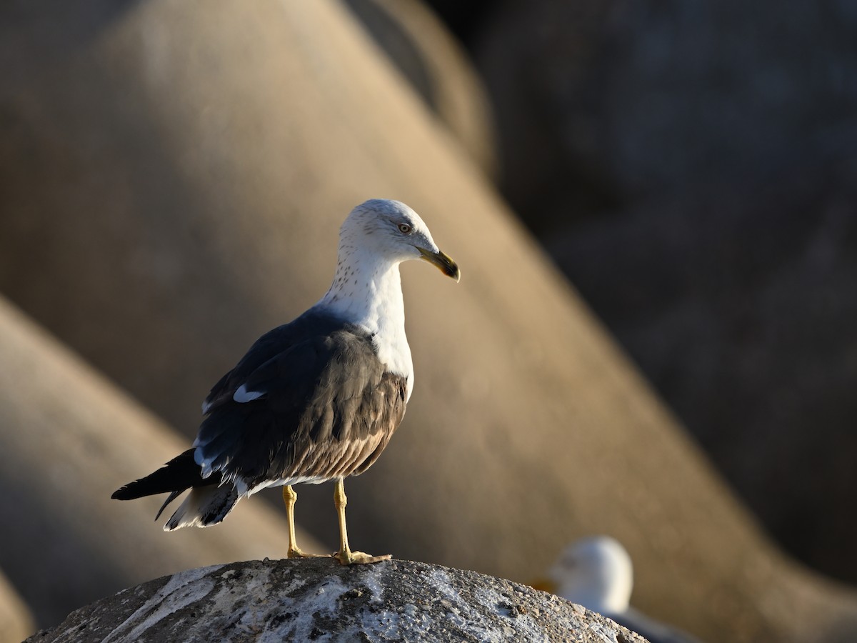 Lesser Black-backed Gull - ML616077956