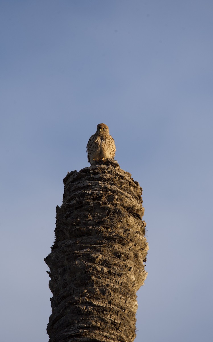 Eurasian Kestrel - ML616077983