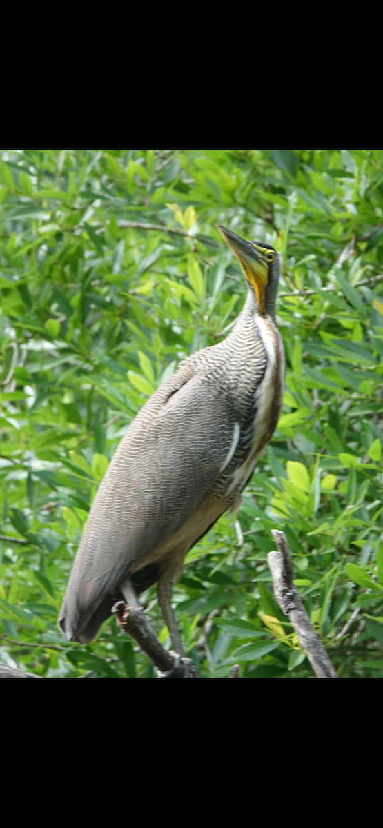 Bare-throated Tiger-Heron - ML616078015