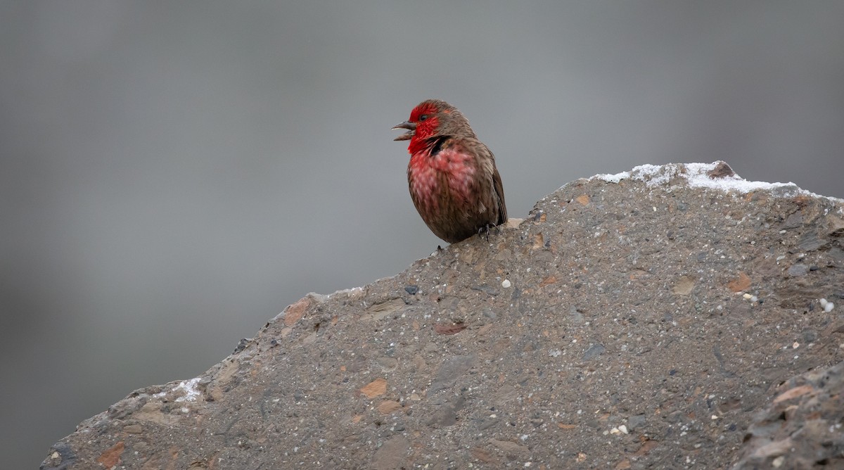 Roselin à gorge rouge - ML616078068